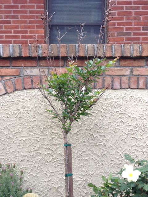 photo crepemyrtle.jpg