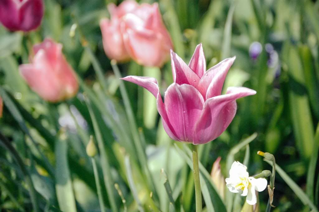 Pointed Petals