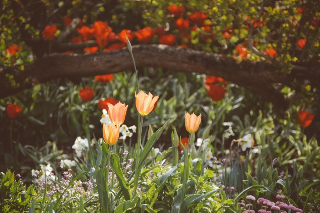 Springtime at Giverny