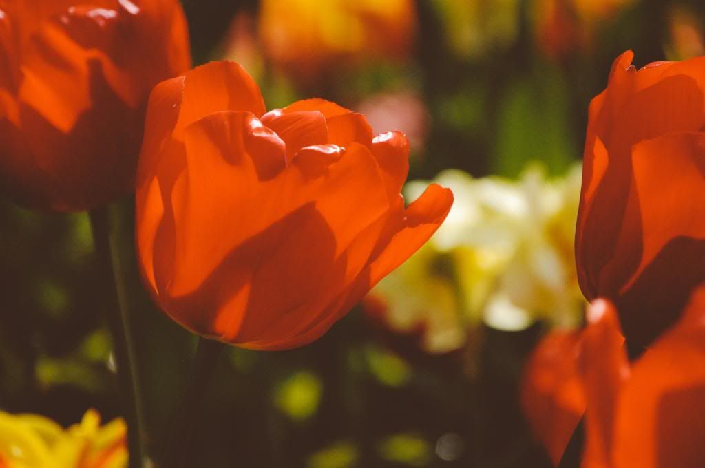 Transparent Petals