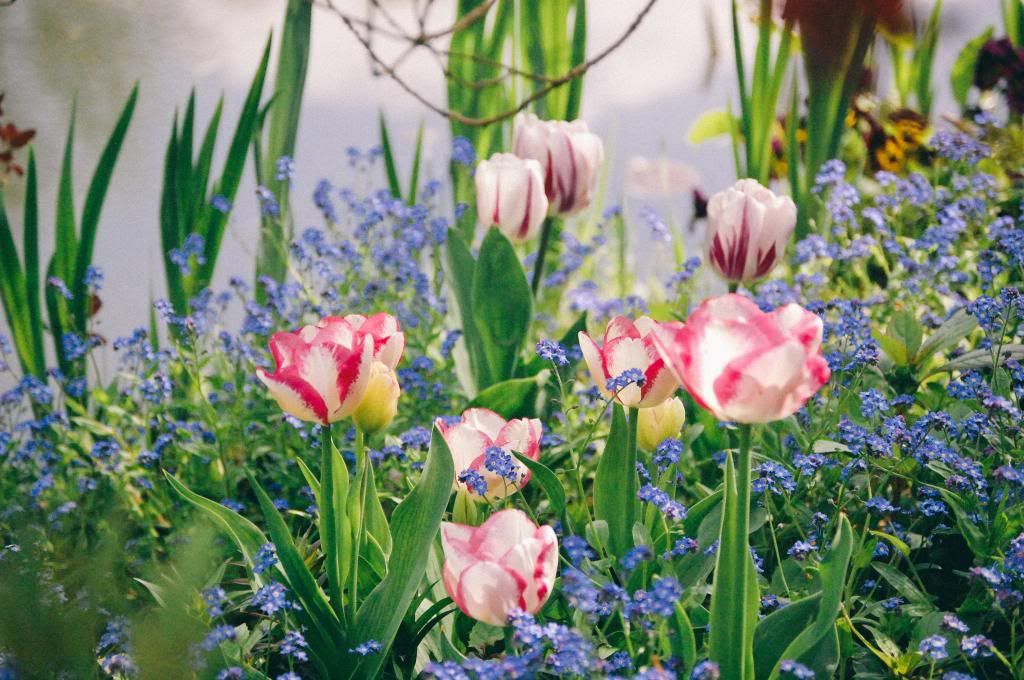 Springtime at Giverny