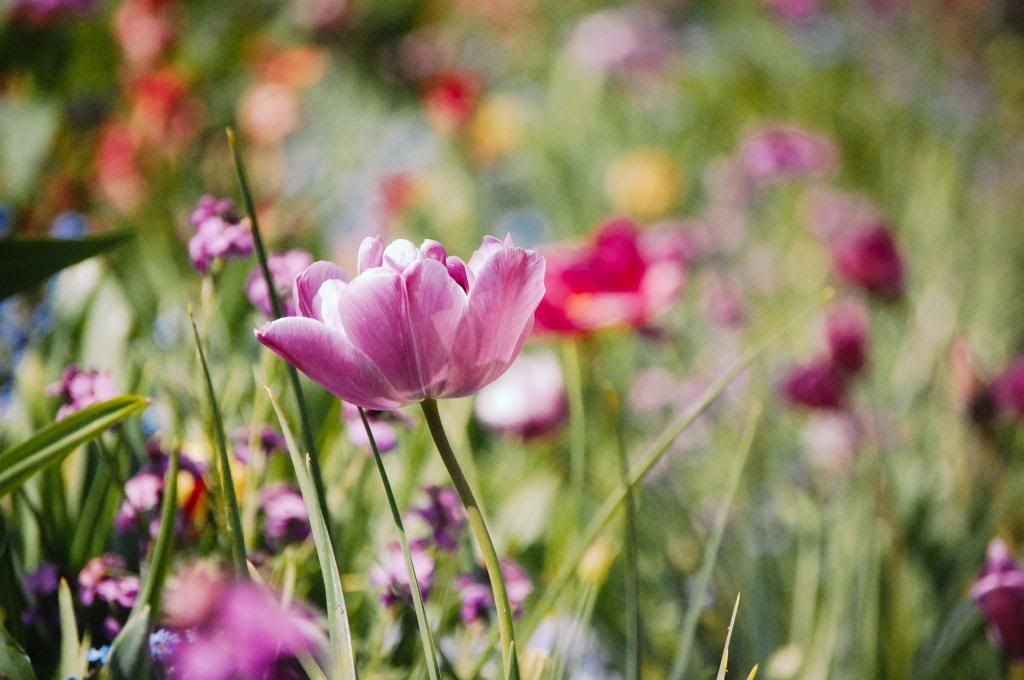 Midi à Giverny