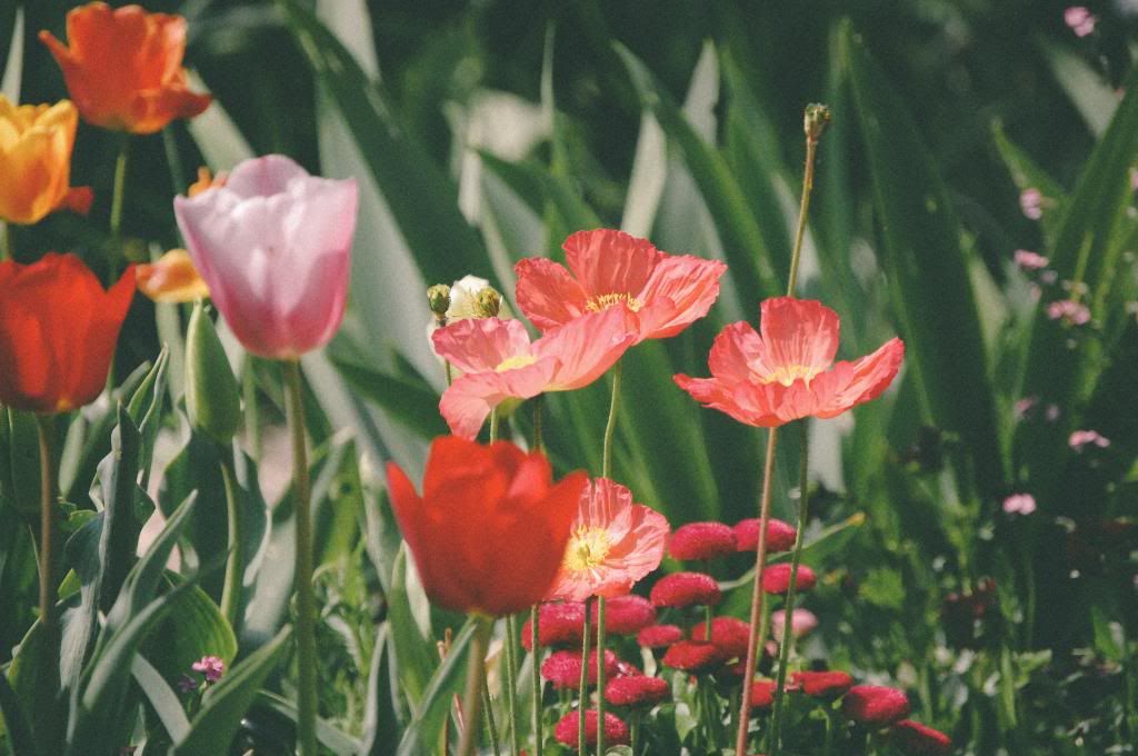 Springtime at Giverny