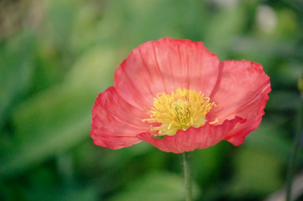 Pink Poppy