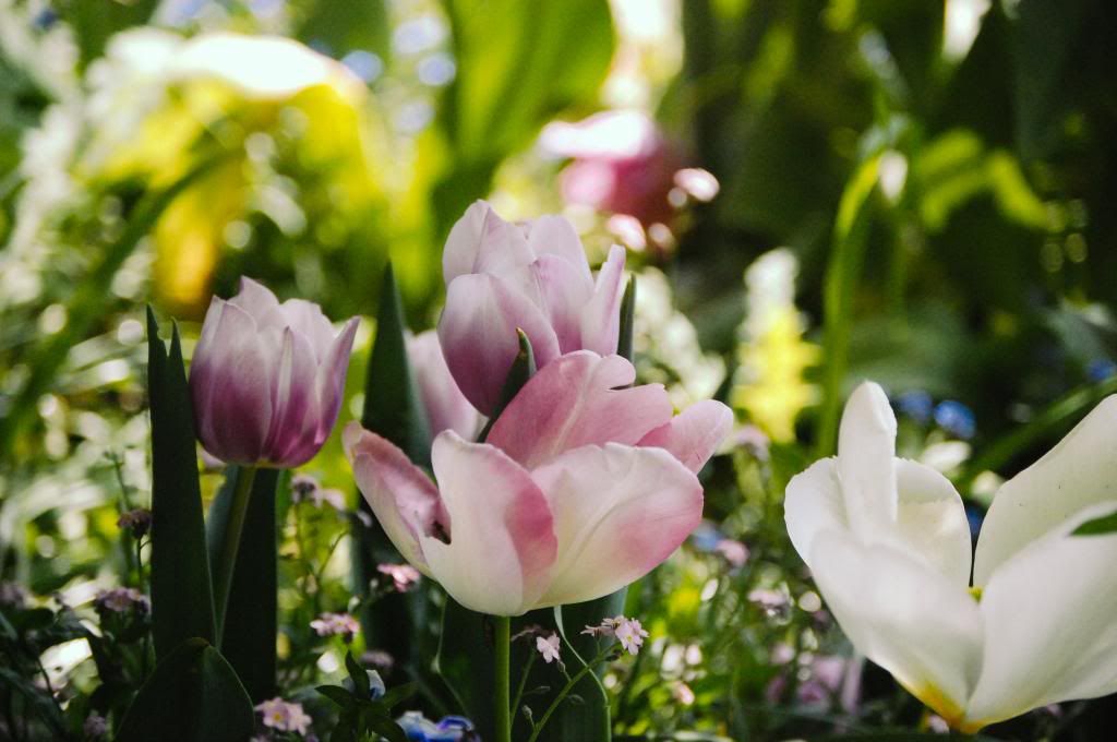 Forest of Flowers