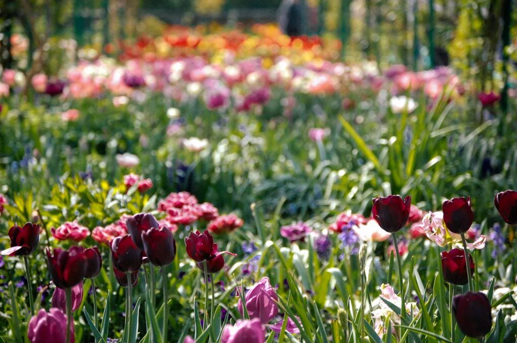 Rows of Tulips