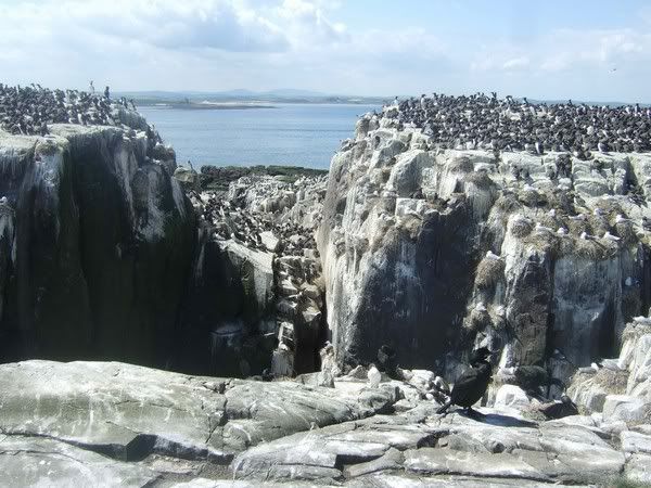 Guillemots by Richard Hale