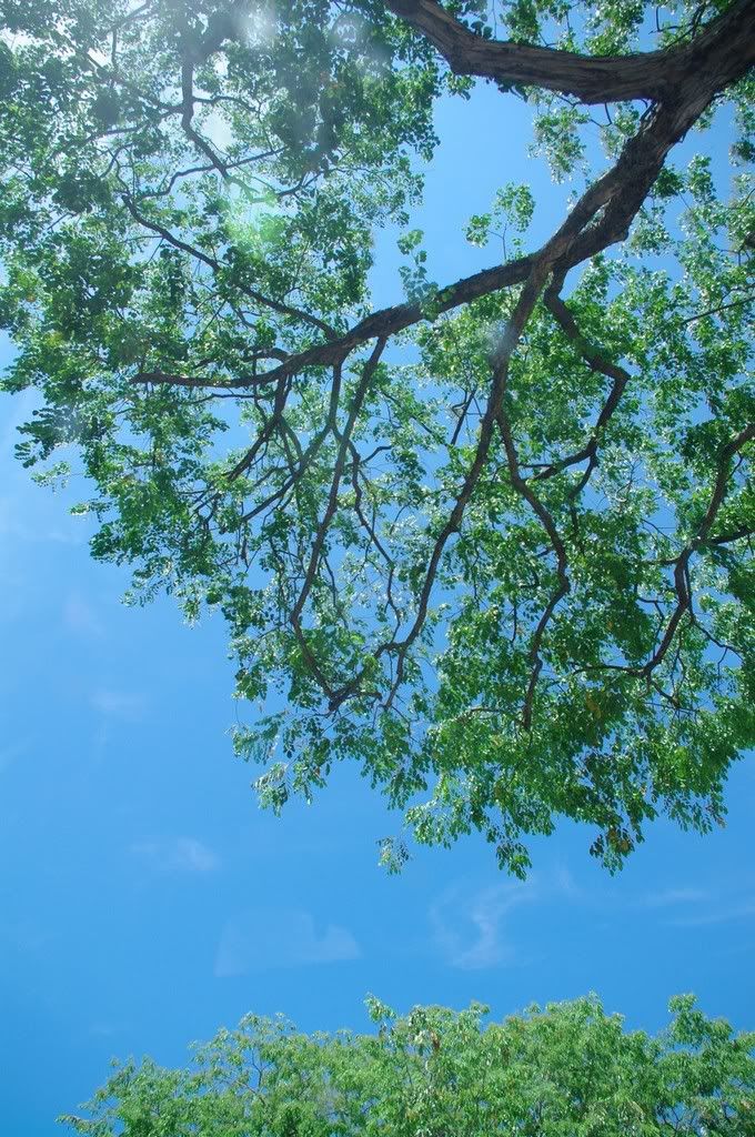 Vesak Day, 2011
