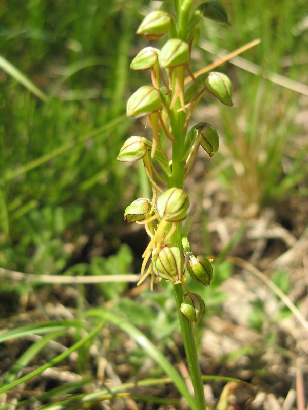 BallerinaorManOrchid2.jpg