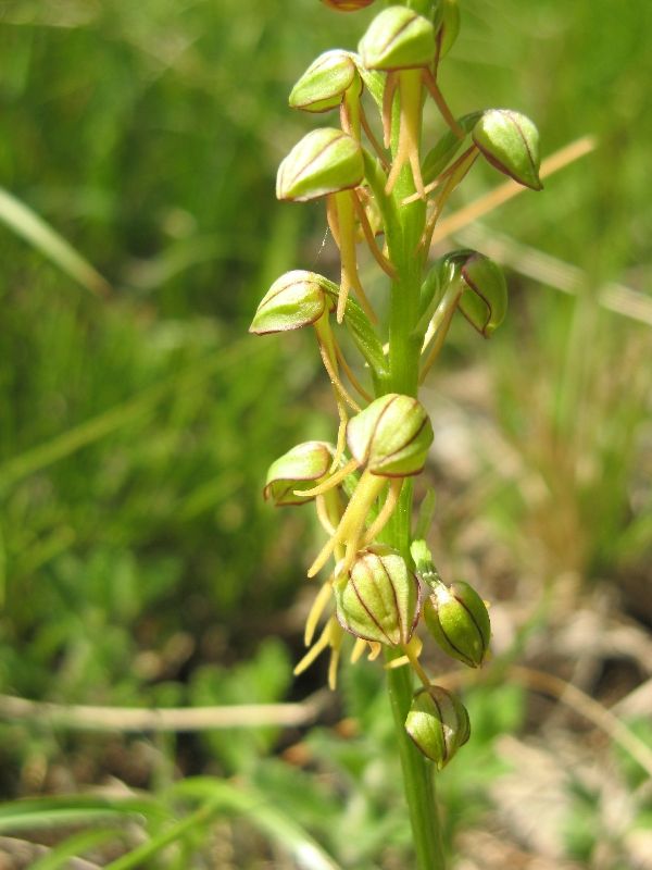 BallerinaorManOrchid3.jpg