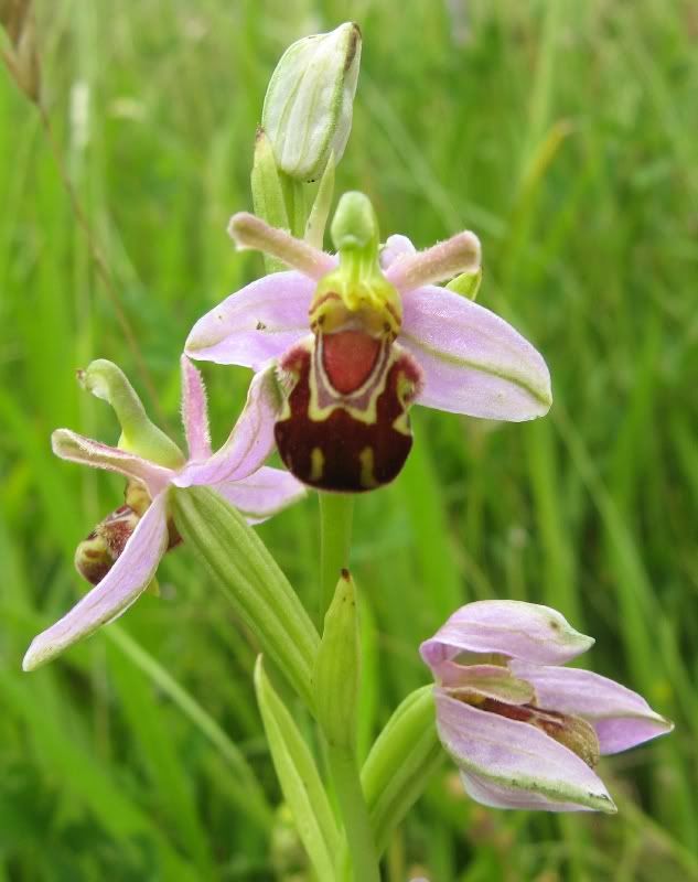 BeeOrchid1.jpg