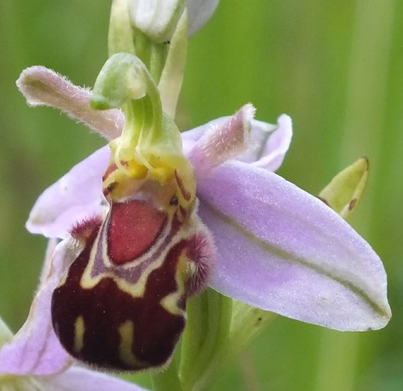 BeeOrchid2.jpg