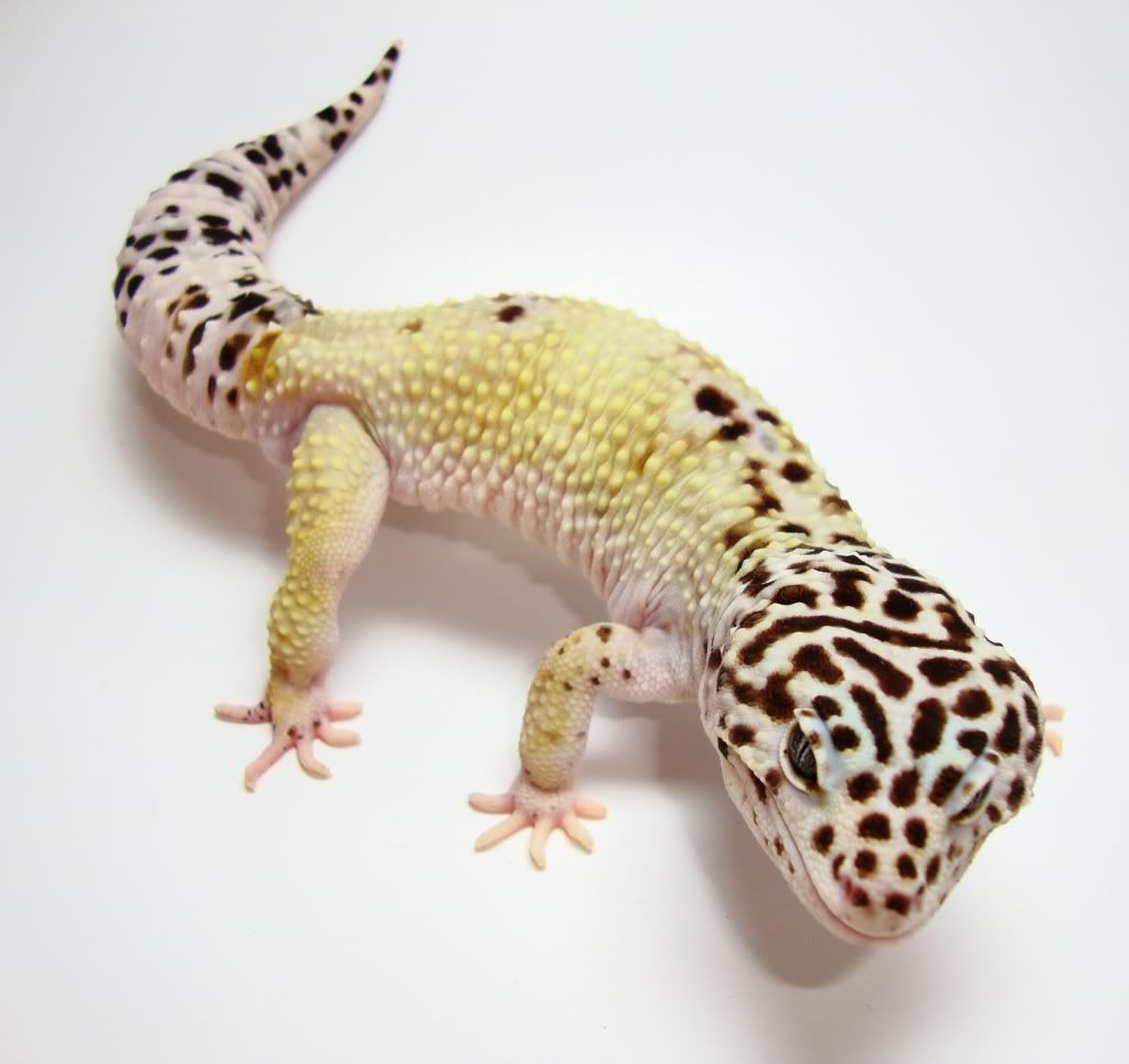 ghost leopard gecko
