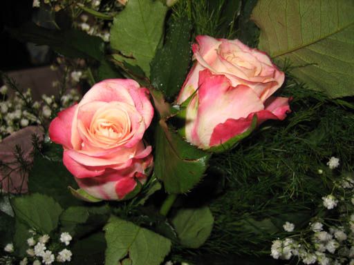  photo beautiful-roses_zpsrozg9li1.jpg