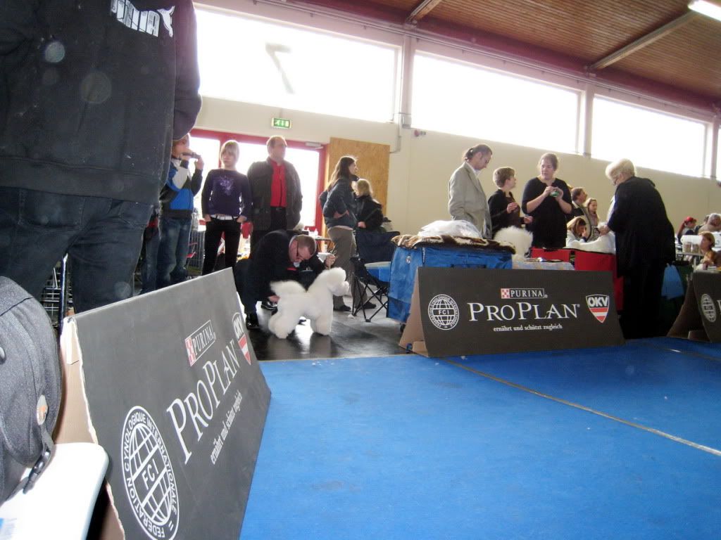 http://i952.photobucket.com/albums/ae5/xtrem_ro/2010%20aprilie%2011%20CACIB%20Wieselburg%20-%20Austria/EspritdeLarus-CACIBWieselburgAus-19.jpg