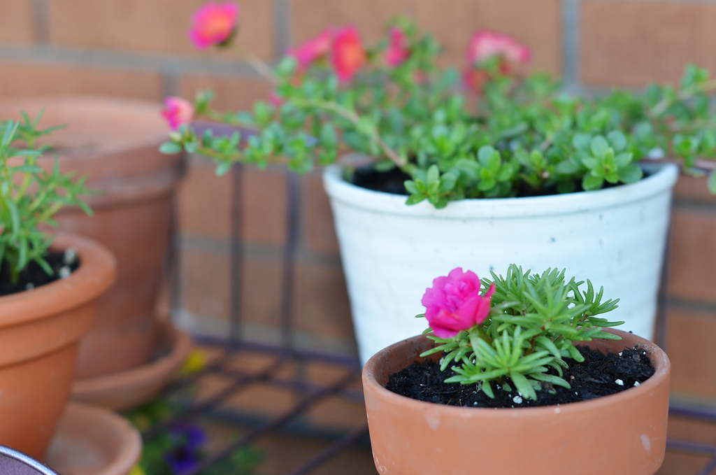  photo flower pots_zpso3aptx74.png