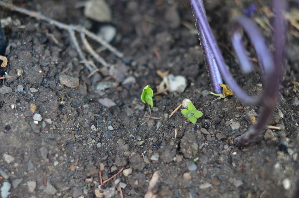  photo morning glory seedlings_zpsnsx6hysy.png