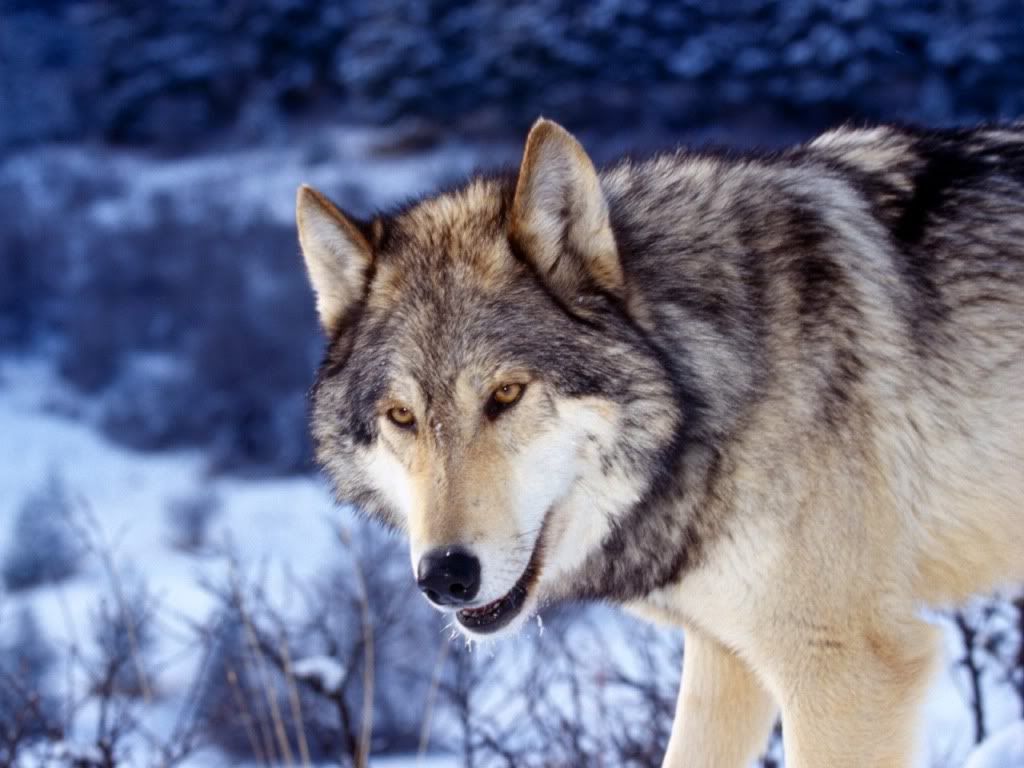 Beautiful Gray Wolf