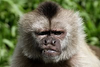 MonkeyLookingAngry.jpg