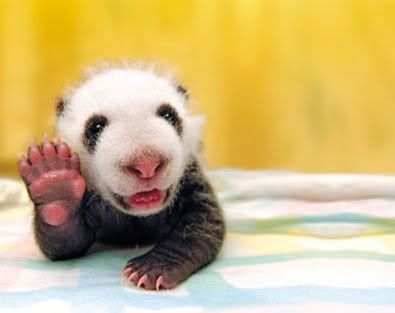 baby-panda-waving-pic-1.jpg