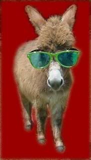 mini_donkey_with_sunglasses.jpg