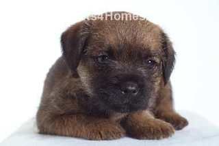 small_Border-Terriers-2269.jpg