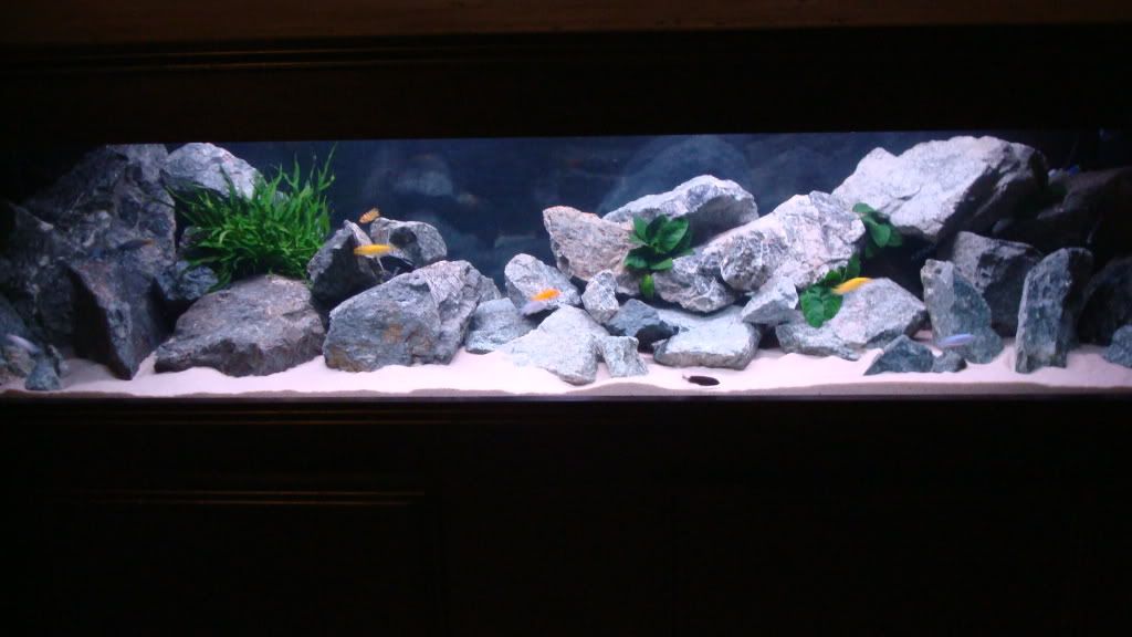 Amazon Theme Aquarium