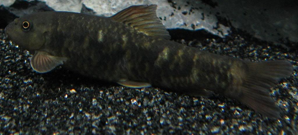 Garra Rufa are active algae eaters